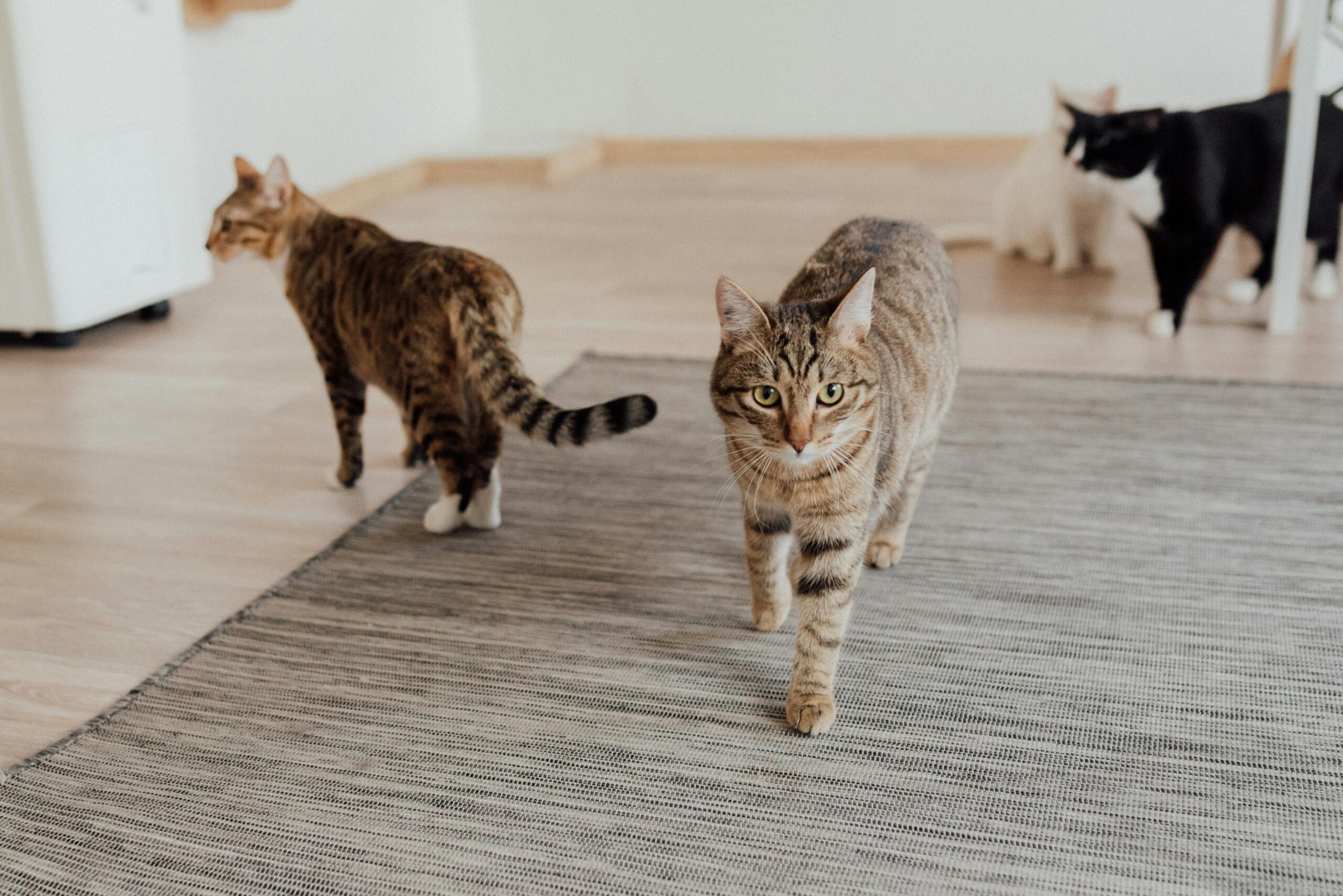 Multiple domestic cats, including tabbies, walking on a rug indoors. Animal photography of pets.