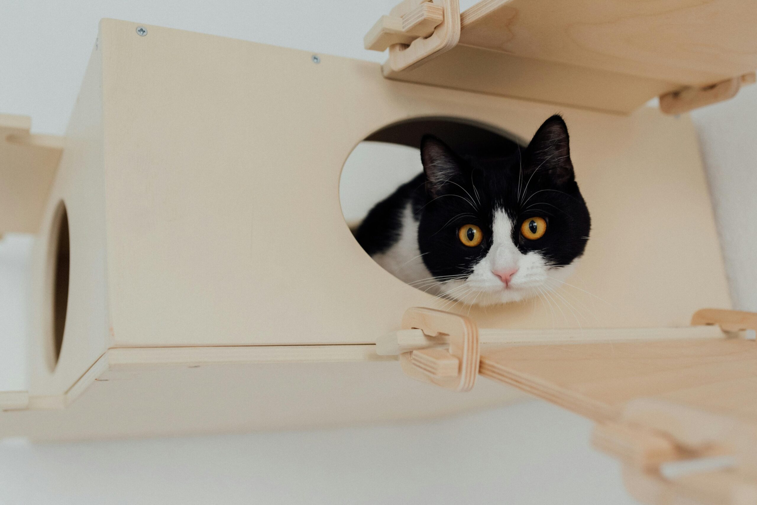 Cute black and white tuxedo cat peering from a wooden box against a neutral background.